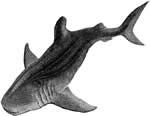 Shark