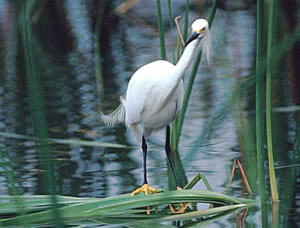 Snowy Egret