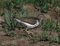 Spotted Sandpiper