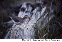 Spotted Sandpiper
