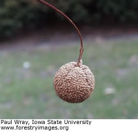 Sycamore