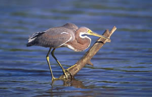 Tricolored Heron