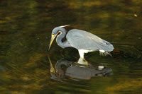 Tricolored Heron