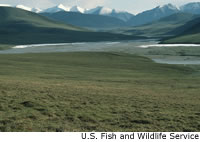 Tundra in summer