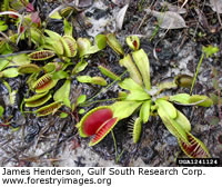 Venus Flytrap