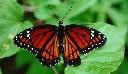 Viceroy