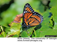 Viceroy Butterfly