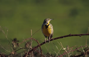 Western Meadowlark