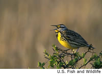 Western Meadowlark