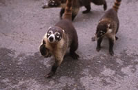 Coati