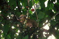 Coati