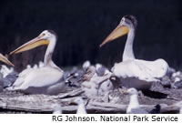 American White Pelican - Pelecanus erythrorhynchos - NatureWorks