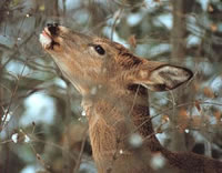 White-tailed Deer