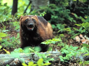 http://www.nhptv.org/natureworks/graphics/wolverine1sm.jpg