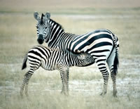 Zebras on the Savanna