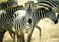 Zebra Herd