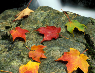 Autumn's Passage