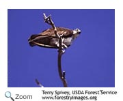 osprey