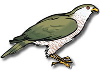osprey