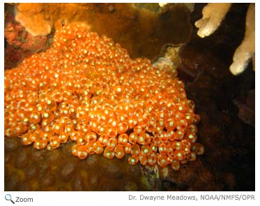 Tunicate Colony