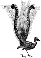 Lyrebird