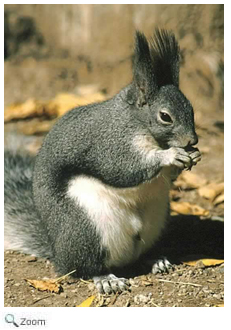 Abert's Squirrel