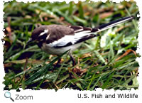 African Pied Wagtail