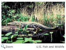Alligator