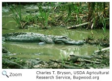 Alligator
