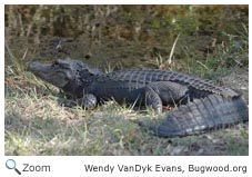 Alligator