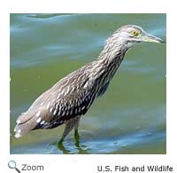 American Bittern