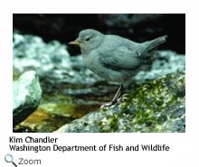 American Dipper
