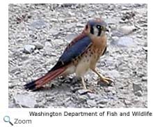 American Kestrel