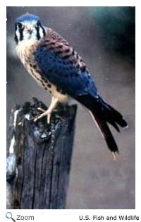 American Kestrel