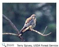 American Kestrel