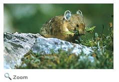 American Pika