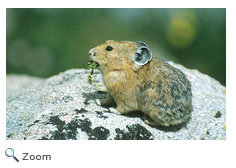American Pika