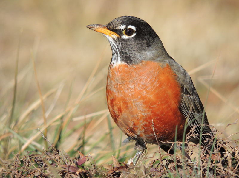 wild republic robin