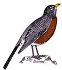 american robin