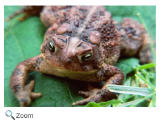 American Toad