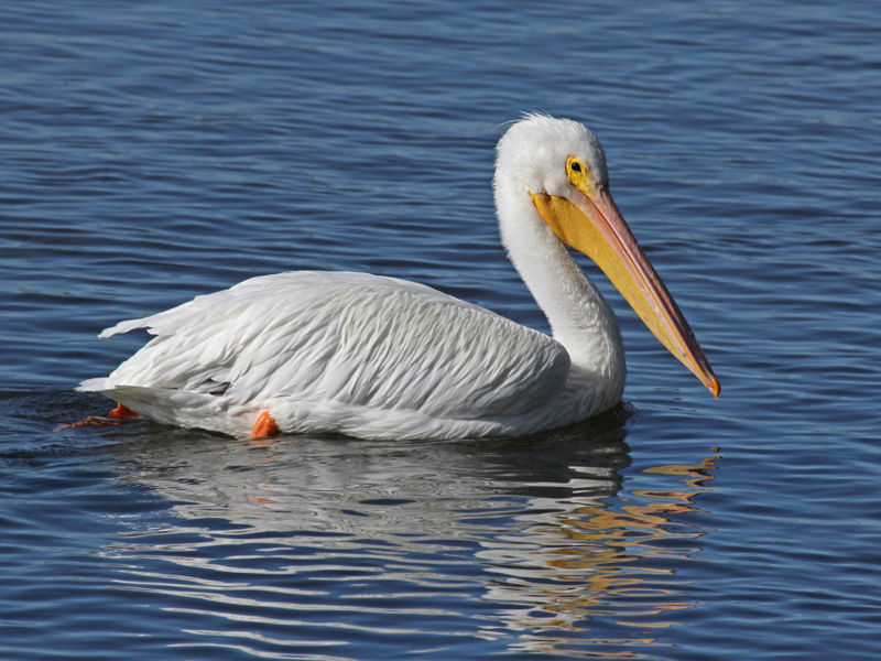 wild republic pelican