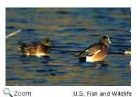 American Wigeon