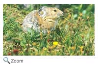 American Pika