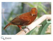 Andean Cock of the Rock