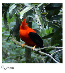 Andean Cock of the Rock