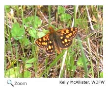 Arctic skipper