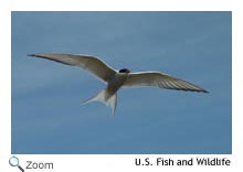 Arctic Tern