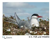 Arctic Tern