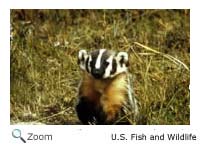 American Badger