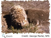 American Badger